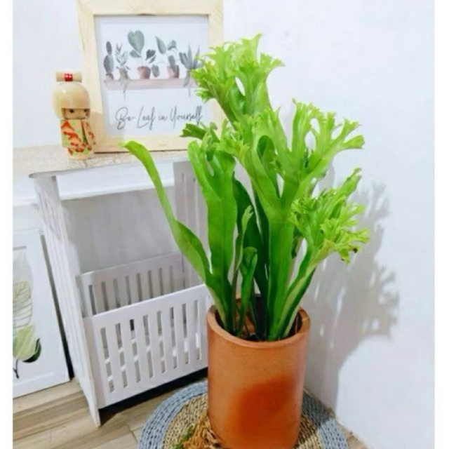 Tanaman hias kadaka tanduk rusa - pakis kadaka - tanduk rusa tanah