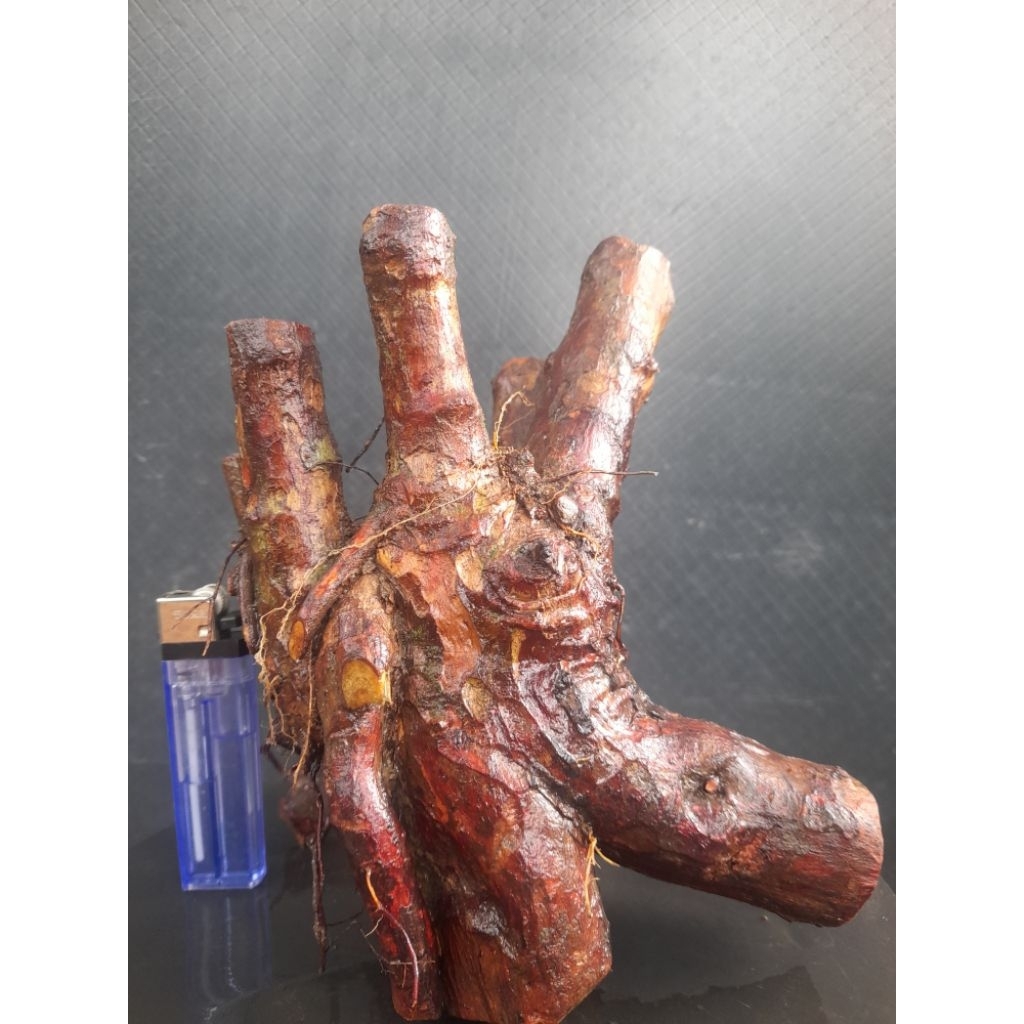 Bahan Bonsai Kibesi Gaya Formal Karakter Batang Twin Akar Natural Melingkar Size Small  Real Pict