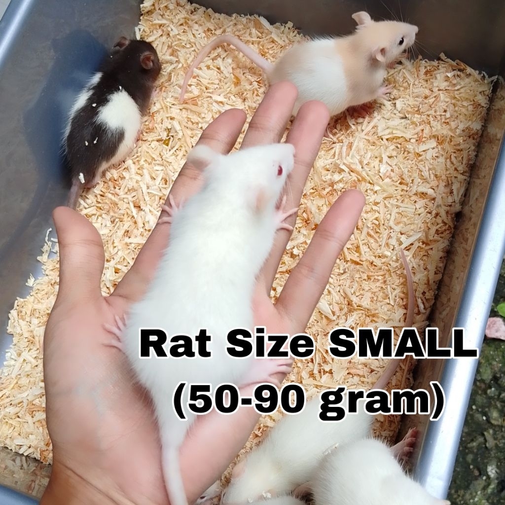 Tikus Putih Rat Small