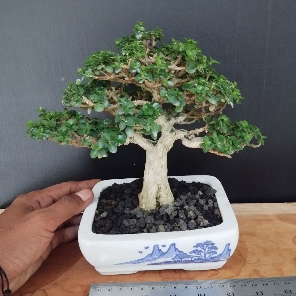 bonsai sancang size small