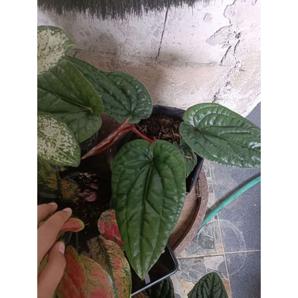 [LIVE] Anthurium sirih bibit