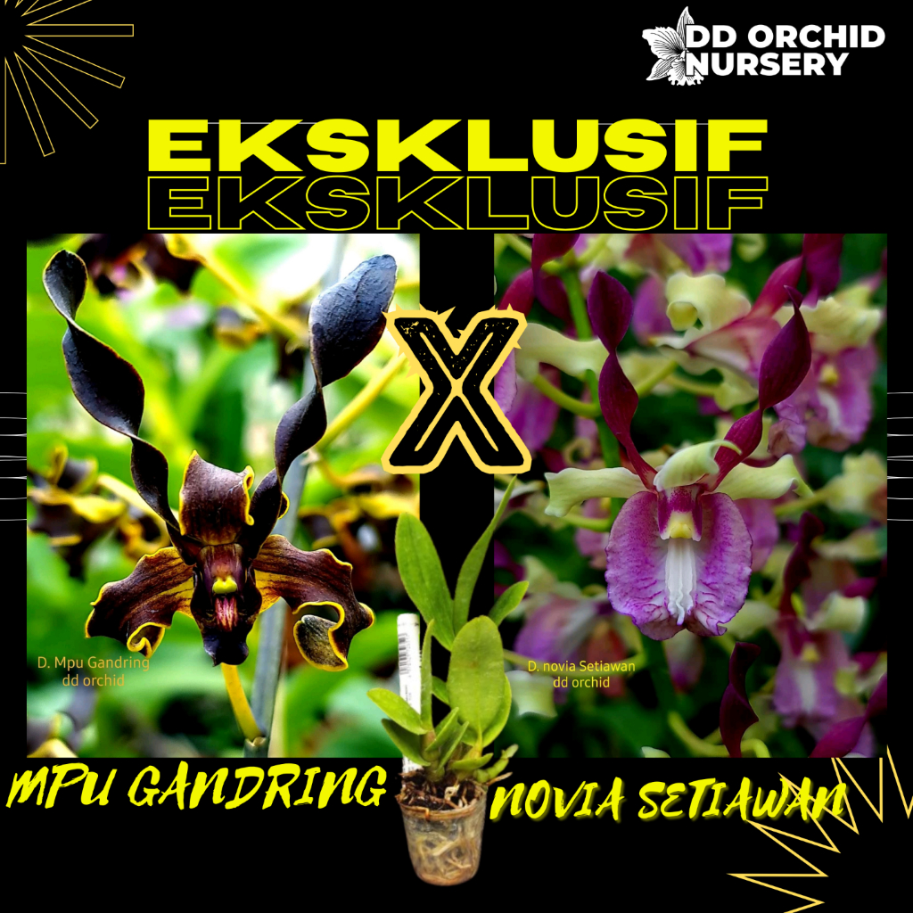 DD Orchid Seedling Anggrek Dendrobium Mpu Gandring x Den. Novia Setiawan
