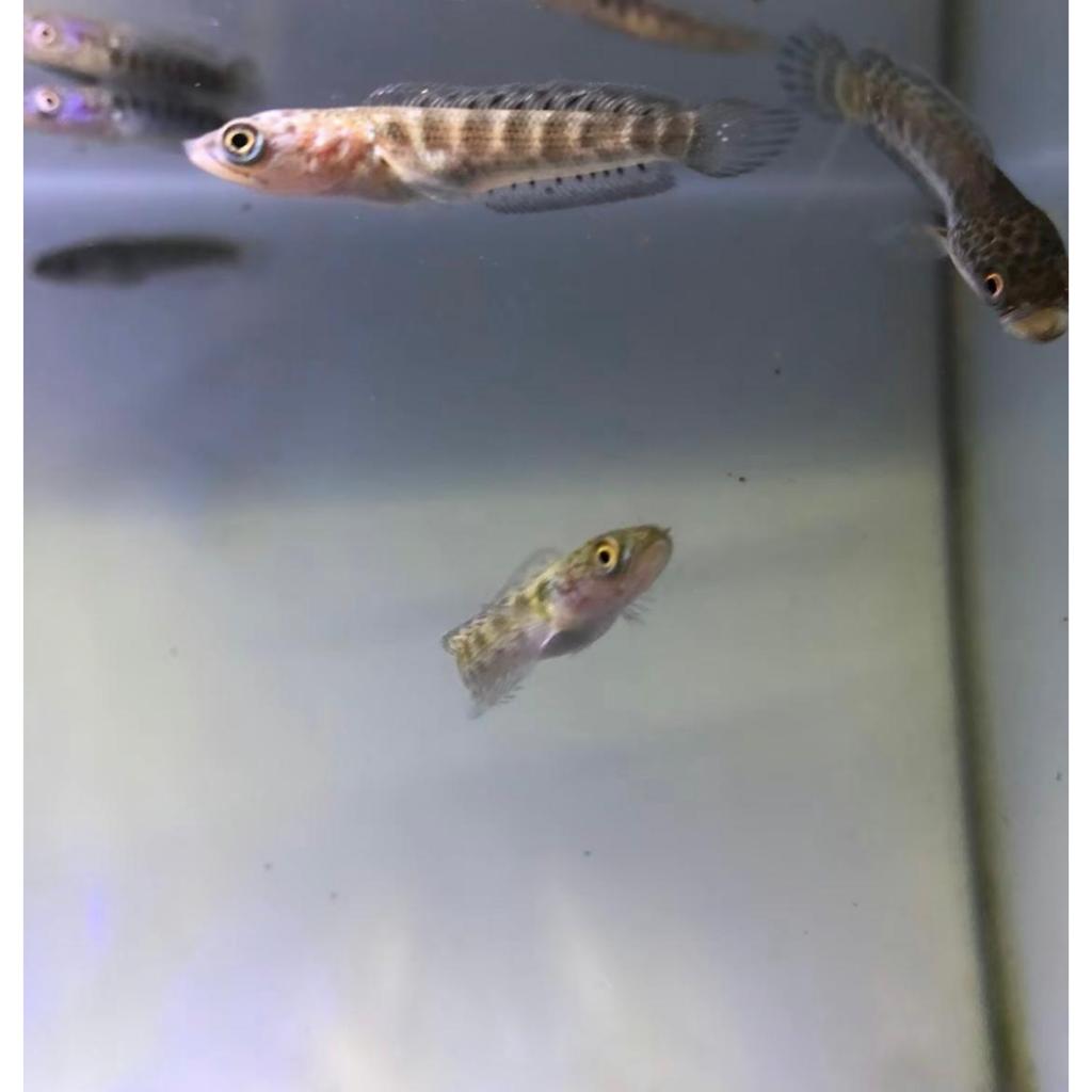 Auranti Maculata Calon Contest