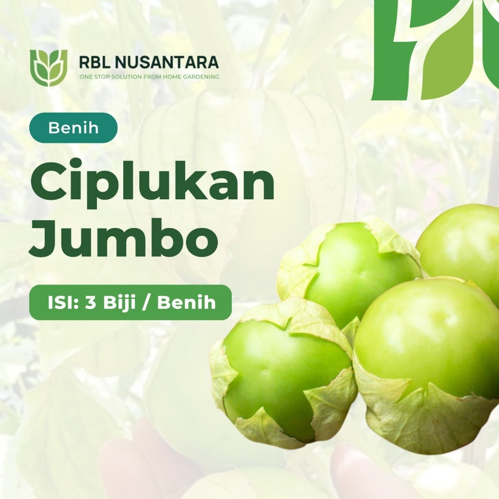 RBLN - 3 Benih Buah Ciplukan Jumbo