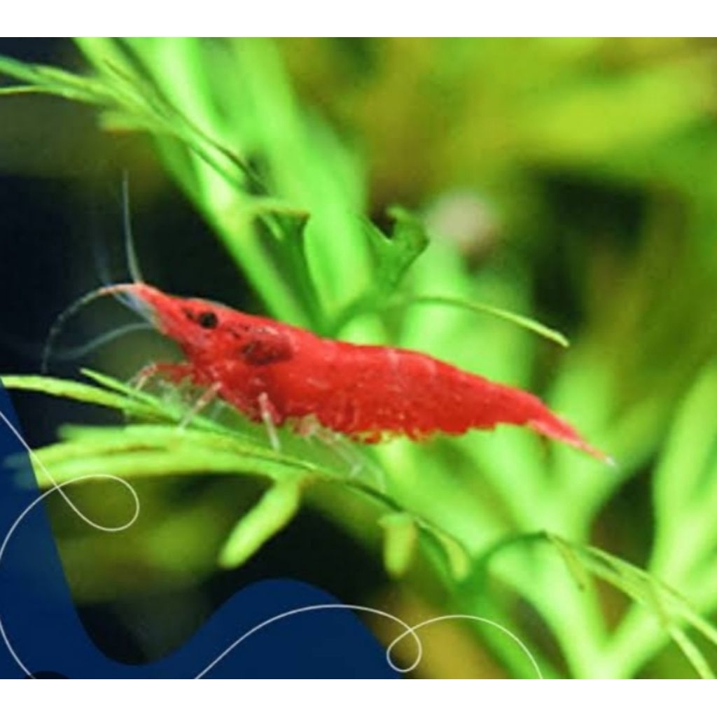 Udang Hias Air Tawar Red Chery Hiasan Akuarium