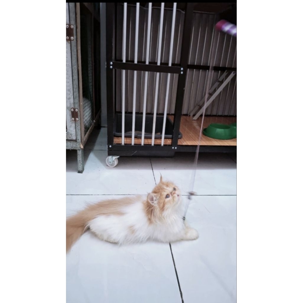 kucing persia lucu