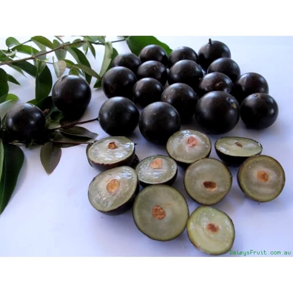 bibit anggur brazil batang besar siap berbuah