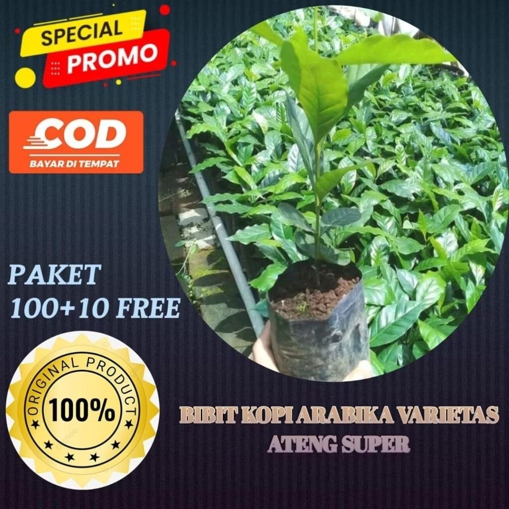 bibit kopi Arabika unggul berkualitas cabutan kopi asli Lampung kopi jenis ateng /isi 100 bibit