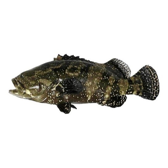 Jual Ikan Kerapu macan atau kerapu cantang Live ( Hidup ) termurah