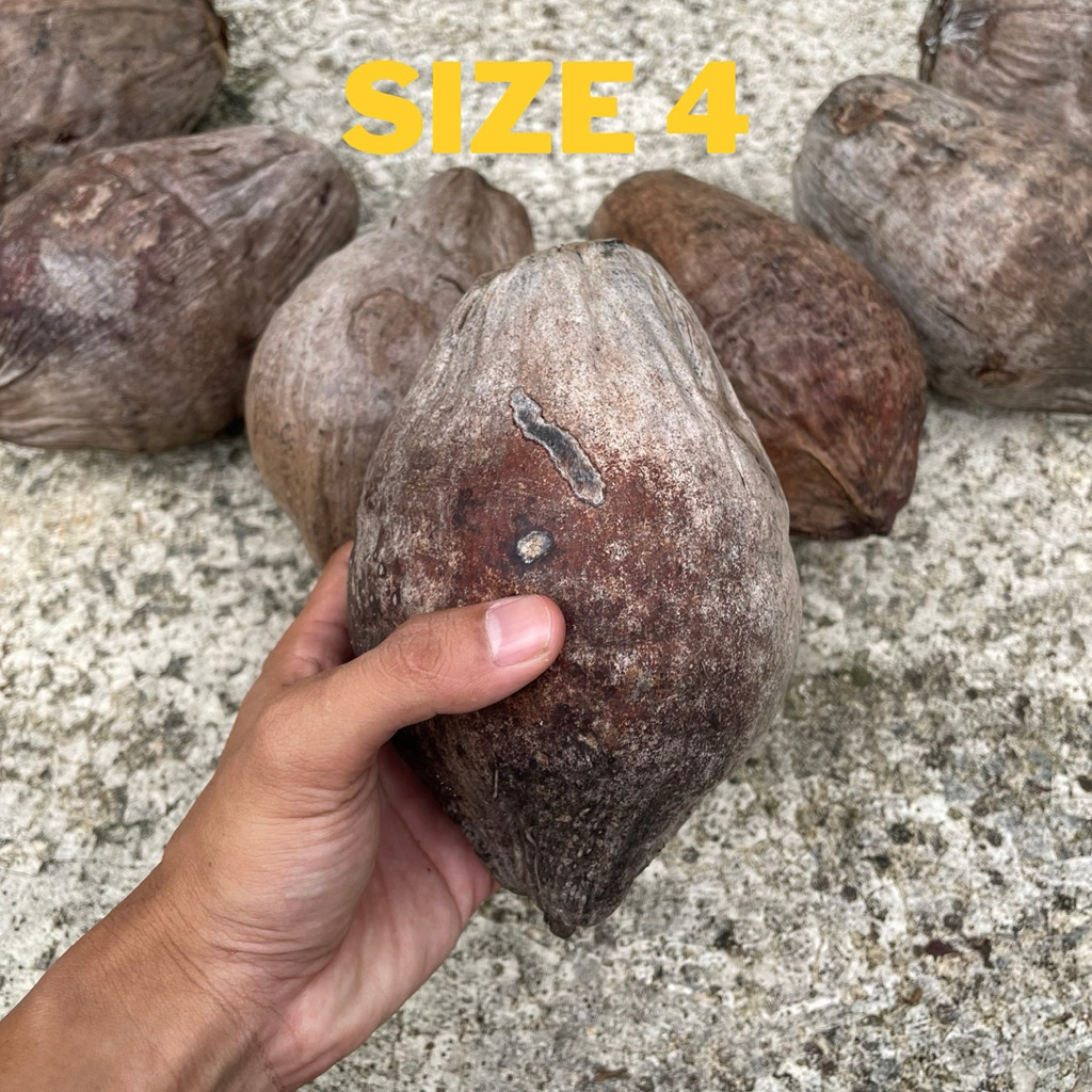 Bahan bonsai kelapa minion gading oren, kuning, hijau, dan coklat ori size 4 - bonsai kelapa minion 