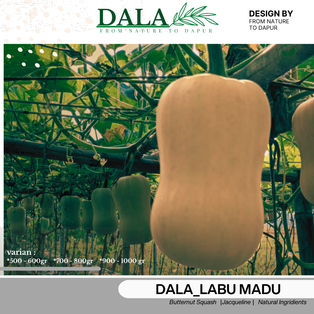 Labu Madu / Butternut Squash Varietas Jacqueline 1 Buah Berat 500 - 1000gram/1Kg