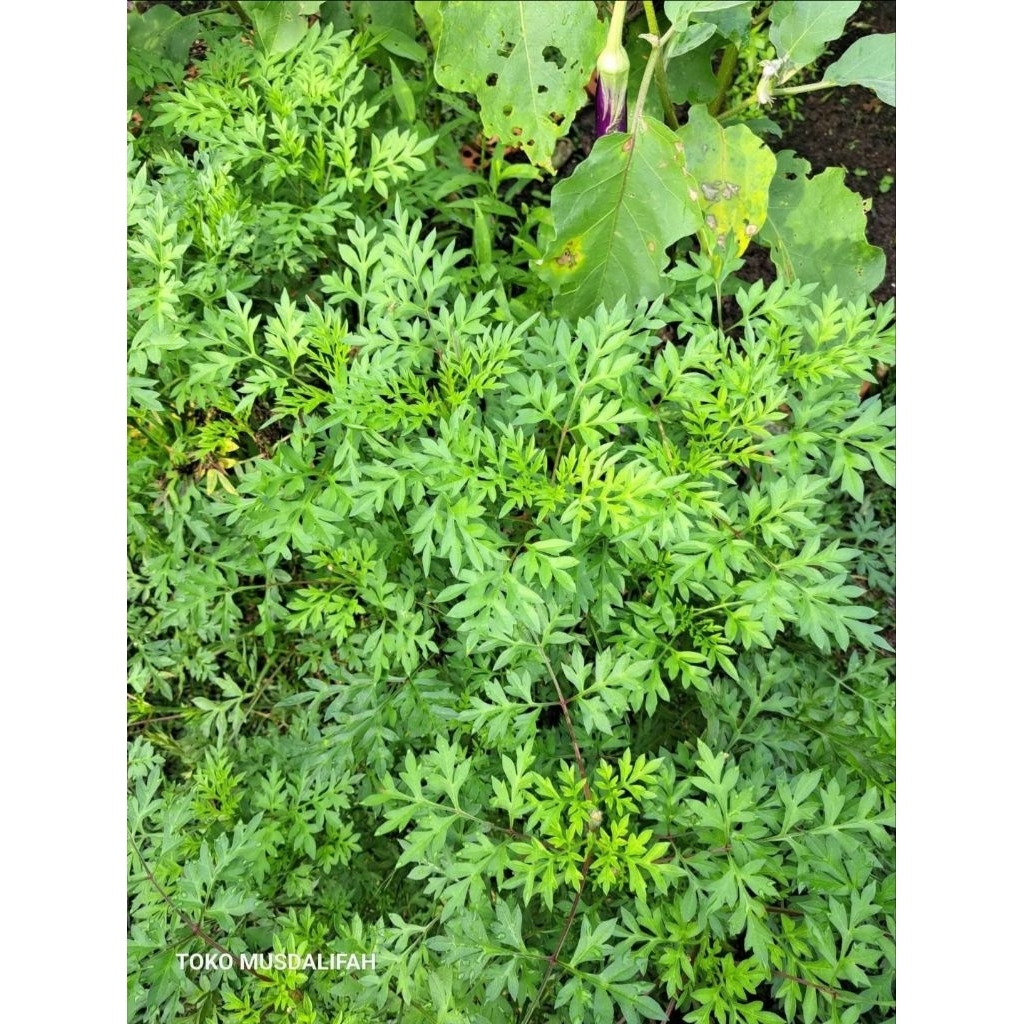 Benih Sayur kenikir - sayur lalapan - kenikir
