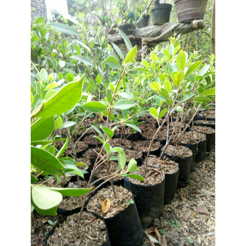 bibit ficus kimeng stek
