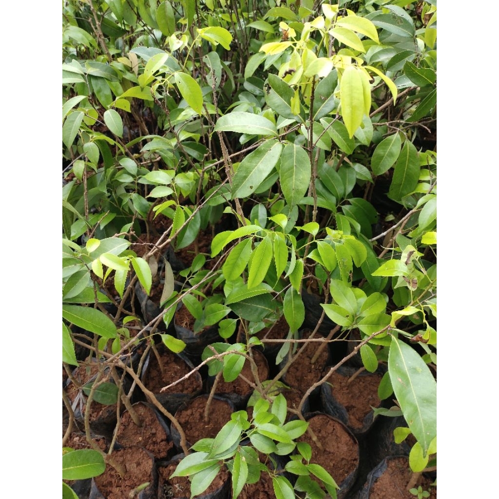 Bibit pohon Leci cangkok buah unggul manis