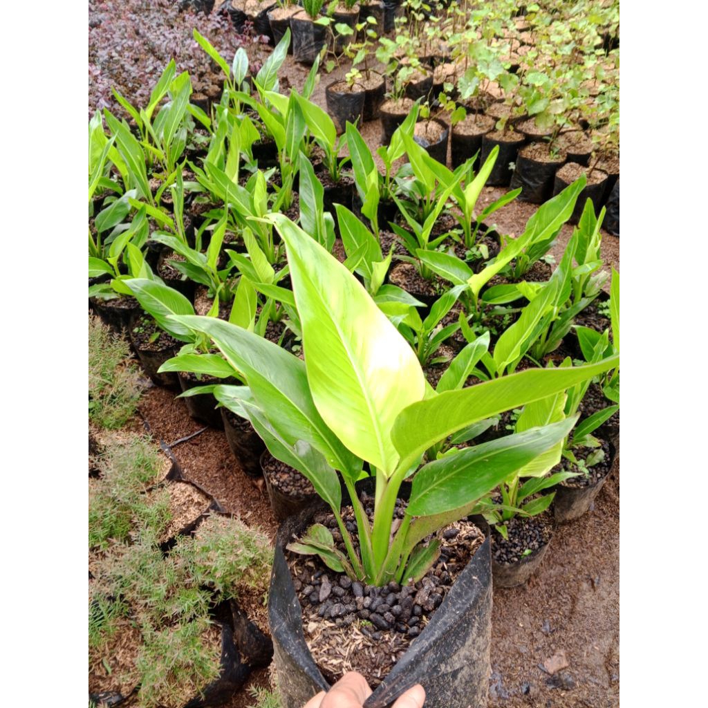 Tanaman Hias Pohon Pisang Kipas/Pohon Pisang Kipas