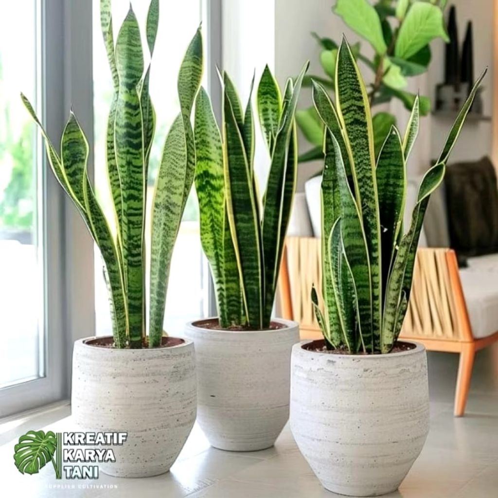 Paket 3 Tanaman sansivera lidah mertua - Sansivera lidah mertua