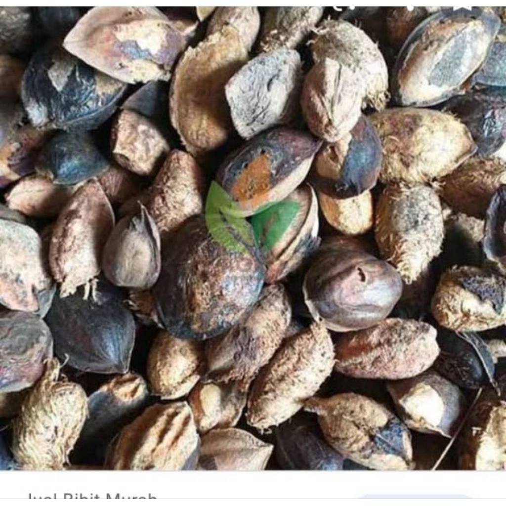 Biji buah ketapang laut kering 1 kg