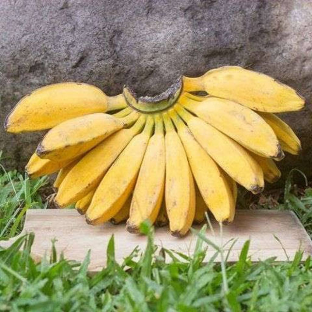 Bibit Kultur Jaringan | Pisang Kepok Kuning