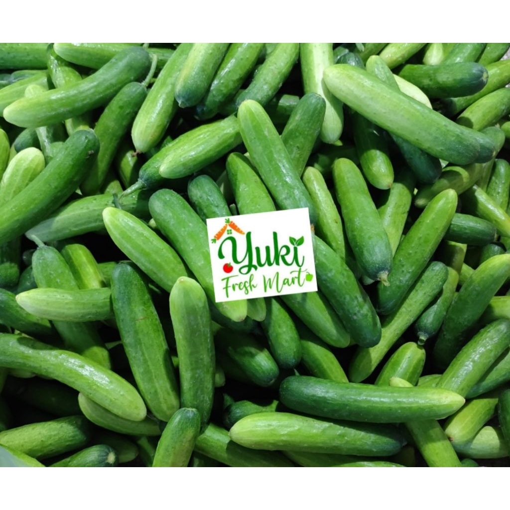 Timun Lalap / Timun Acar/ Timun Jakarta