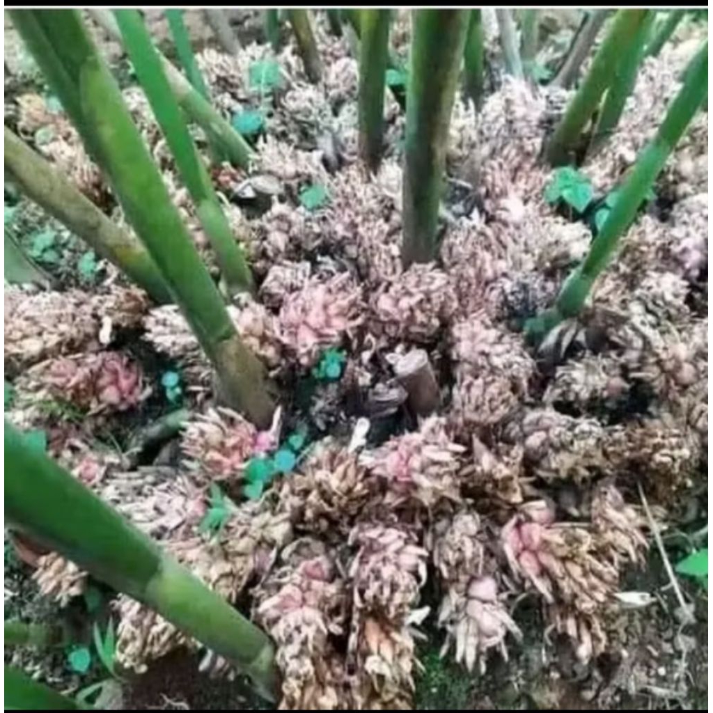 bibit kapolaga / ikat 5bibit