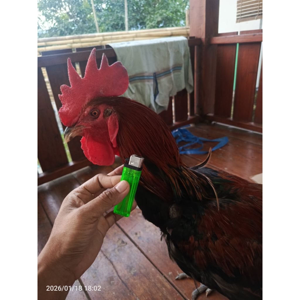 ayam pelung dewasa x1