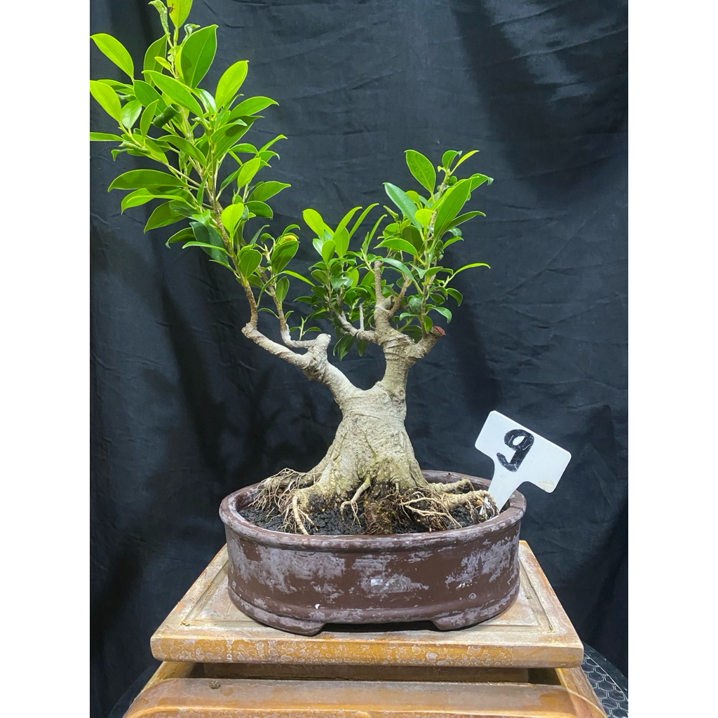 Bonsai Beringin kimeng prokar prospek Small