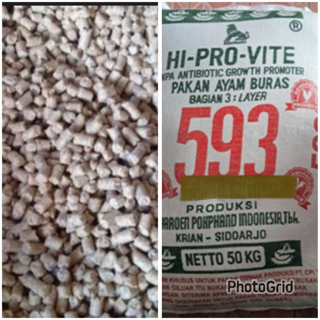 593 Pur pakan ayam betina