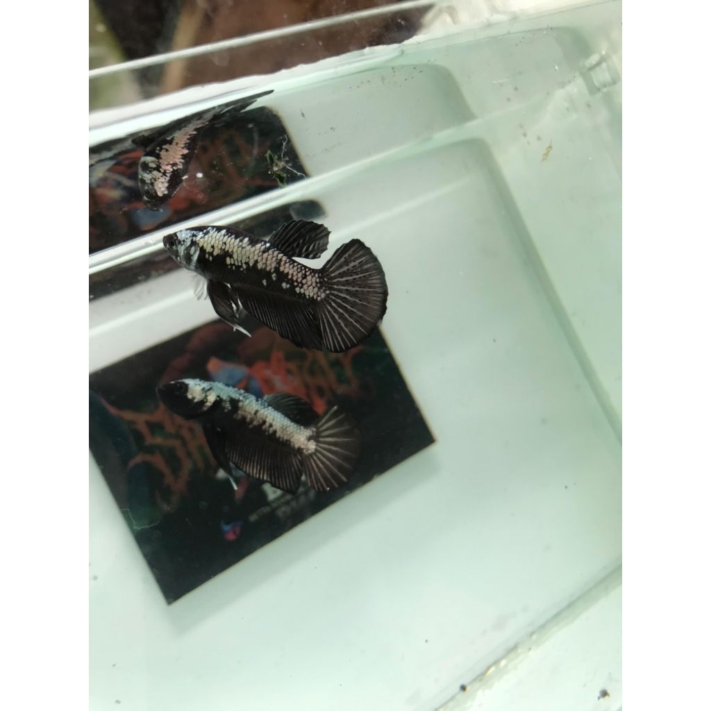 Ikan cupang black samurai male free pelet prima feed repack jantan warna strong cupang keren cupang 