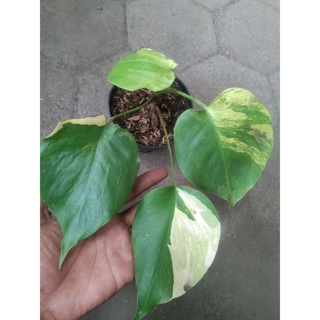 Monstera Marmorata Varigata