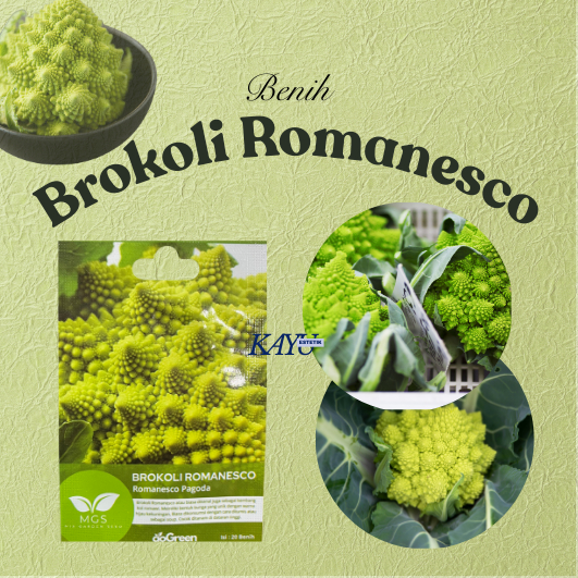 Benih Brokoli/Benih Brokoli Romanesco/Benih Romanesco Pagoda/Benih Murah