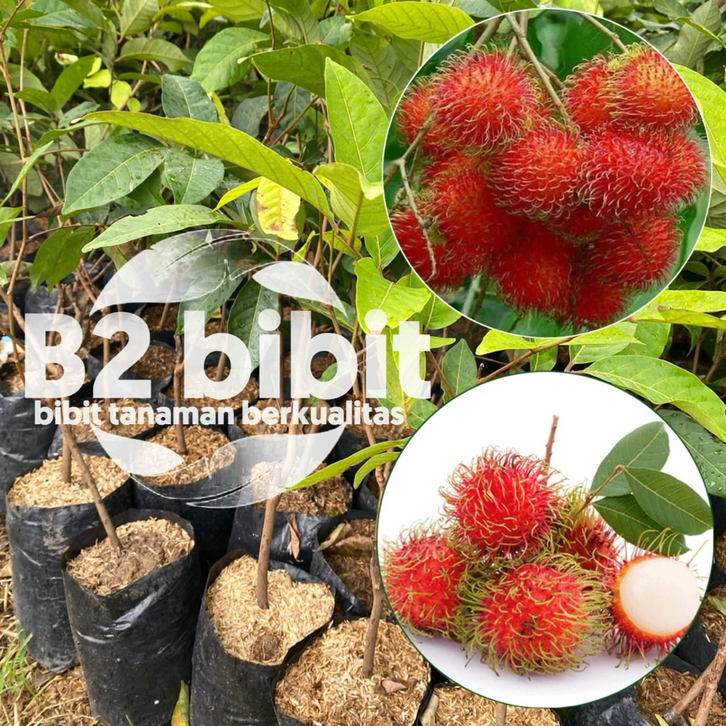 Bibit buah rambutan binjai, sudah hasil (okulasi) berkualitas