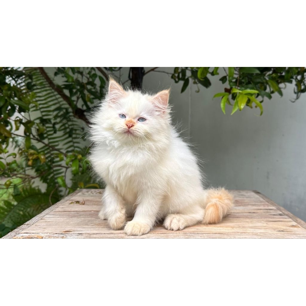 KUCING PERSIA HIMALAYA JANTAN 2 BULAN REDPOINT