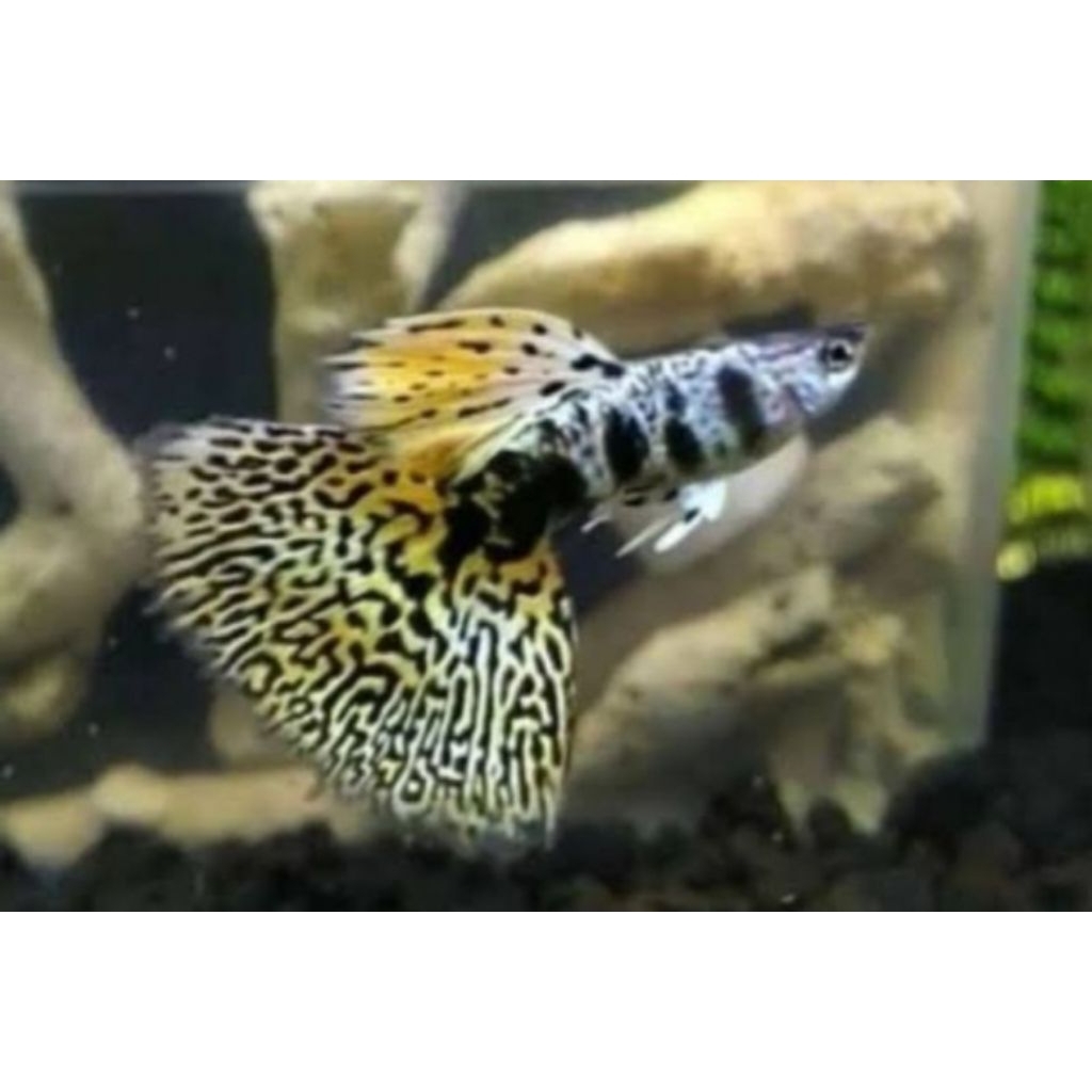 ikan Guppy yrkc sepasang indukan