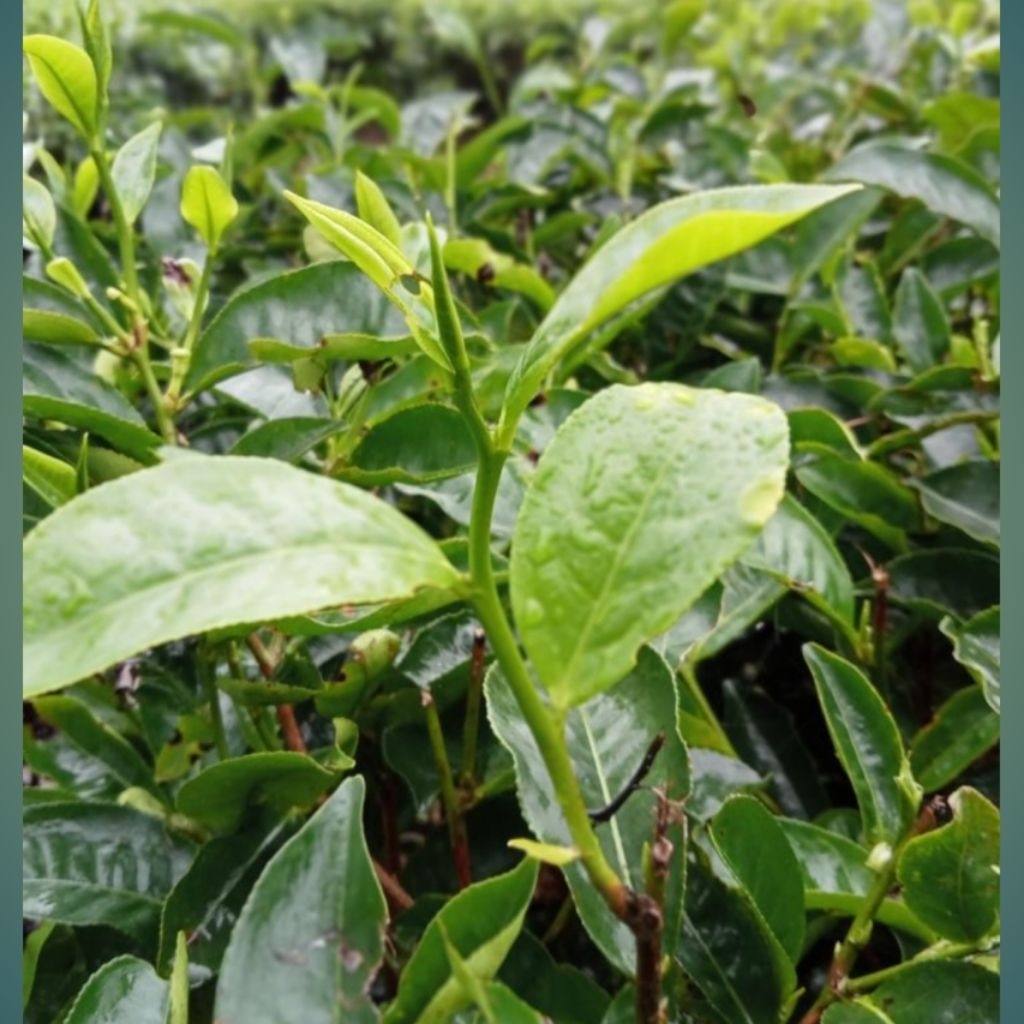 Bibit Daun Teh Hijau Per Batang | Bibit Teh Siap Tanam