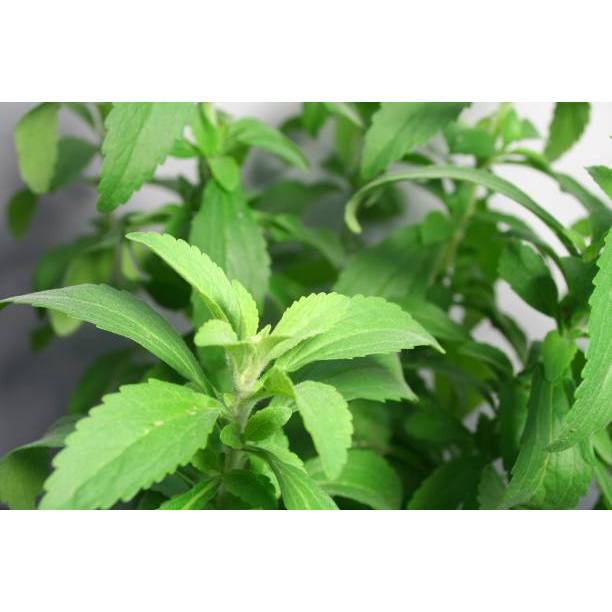 TABUR BENIH TANAMAN STEVIA