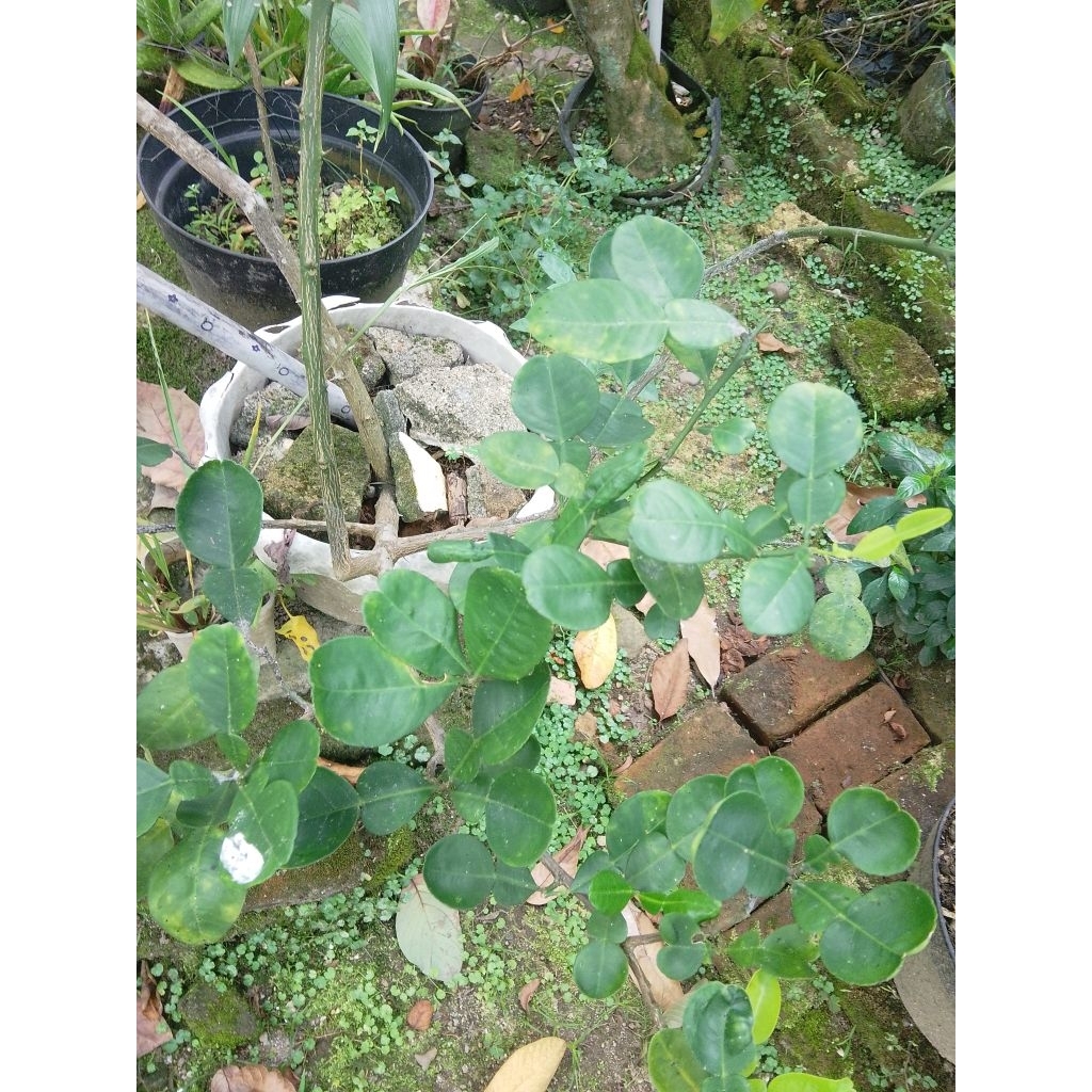 cangkok purut berbuah