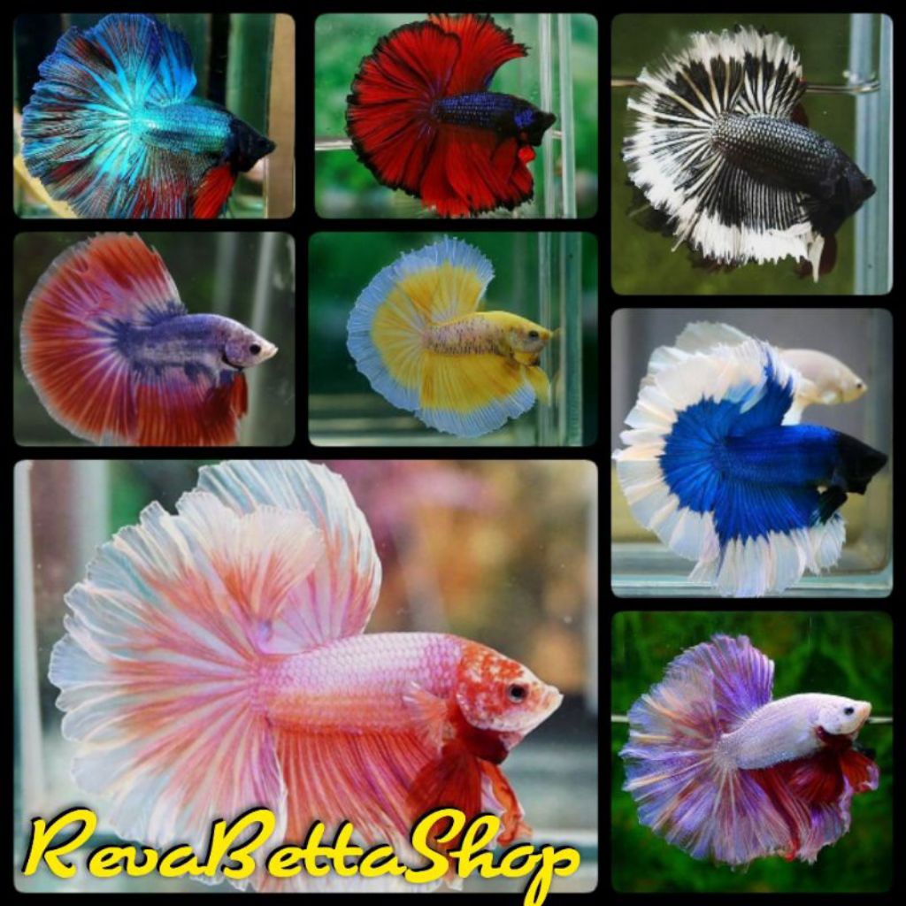 Cupang HM Rosetail Ukuran L+ Warna Random Murah Berkualitas