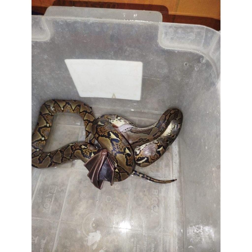 display aquarium ular piton