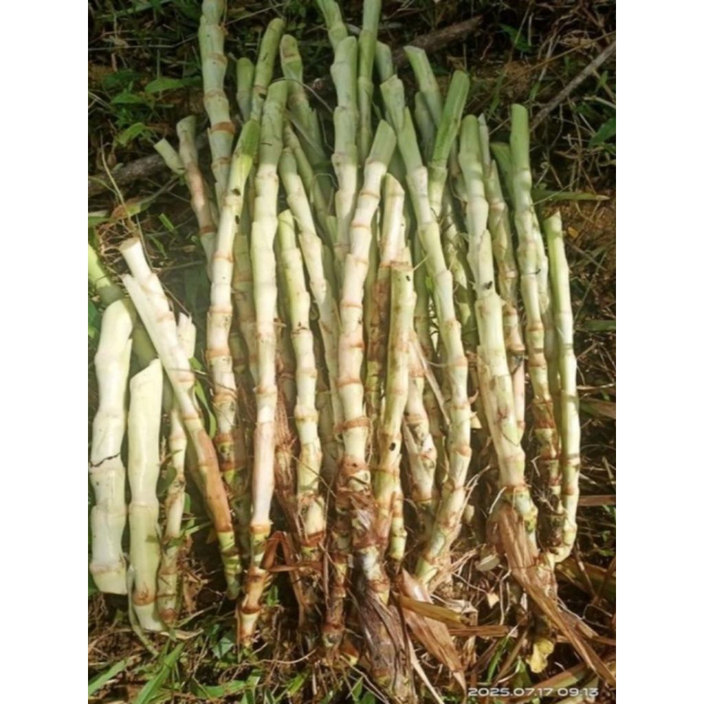 Bibit rumput odot pakan sapi/domba