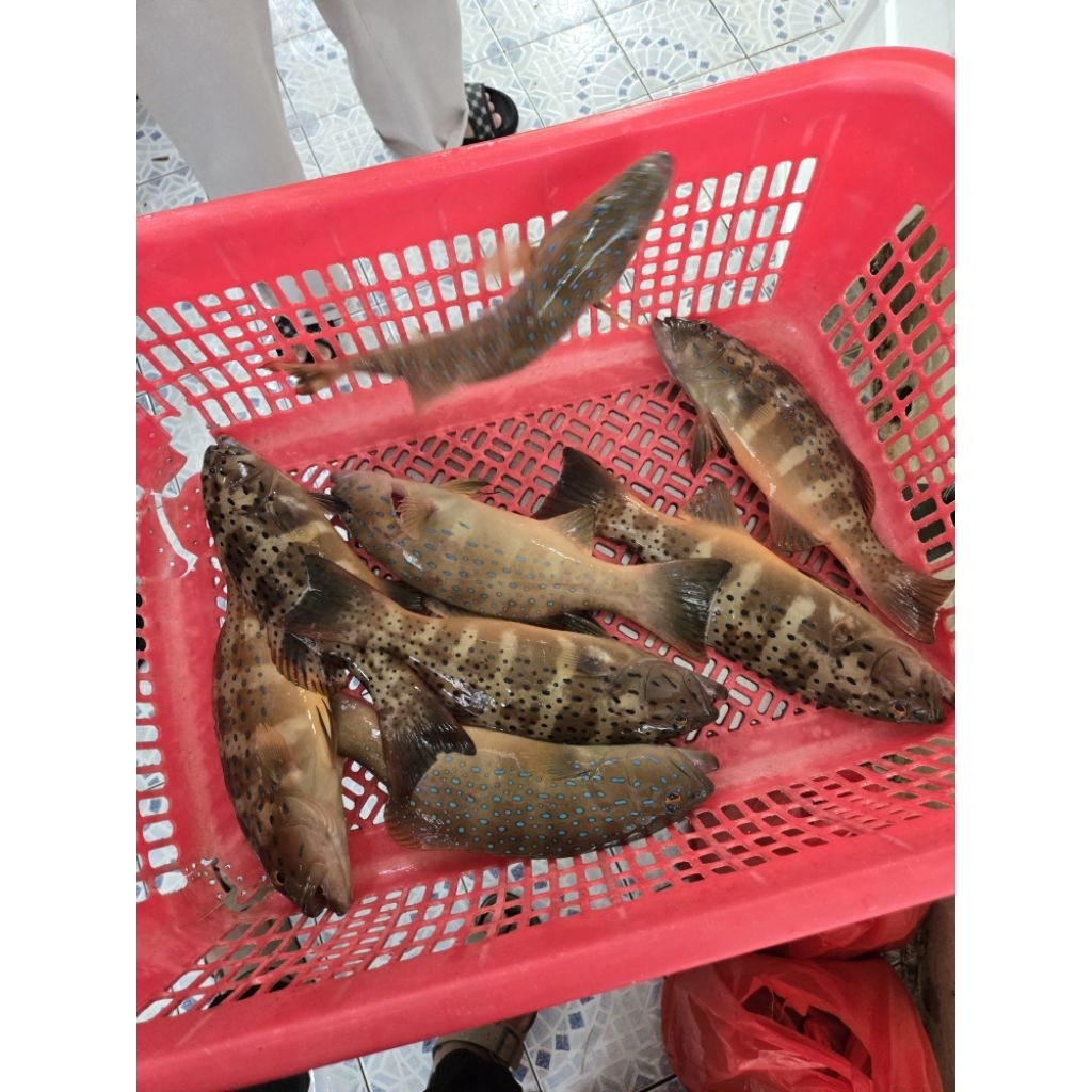 Kerapu Lodi fresh / Live