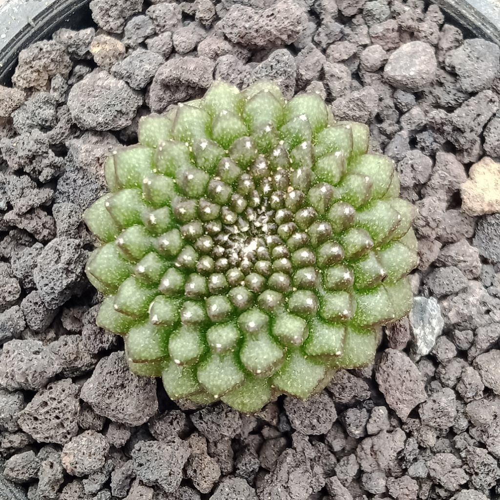 kaktus gymnocalycium inermis