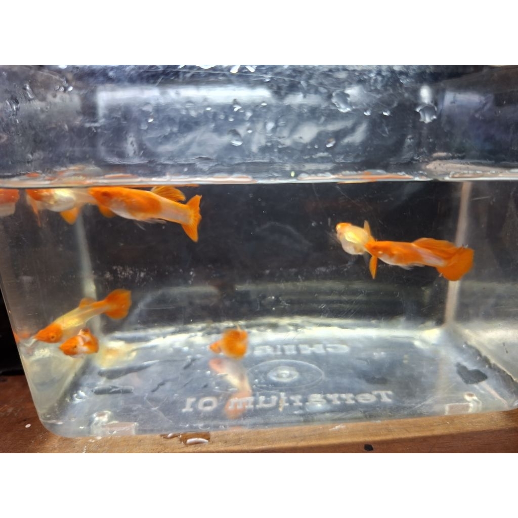 Guppy Albino Koi Red Ear