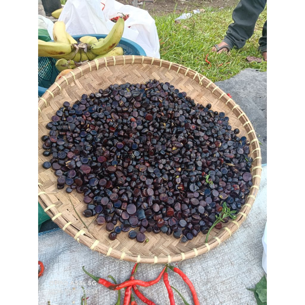 Kabau / jolang jaling