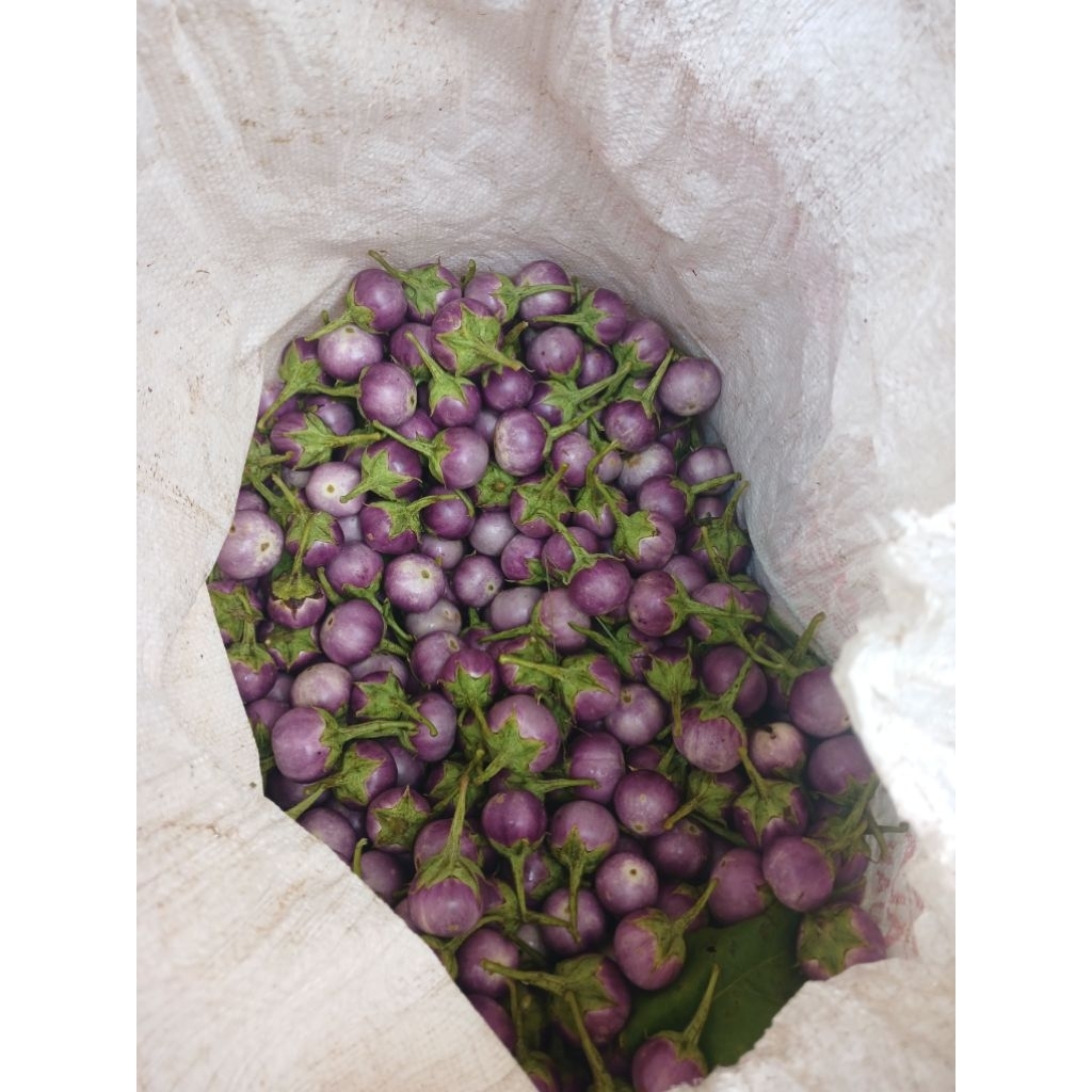 Terong Ungu (Gelatik) Kecil Bulat Segar/Petik langsug 250gr/500gr/1000gr.Lalapan & Masak