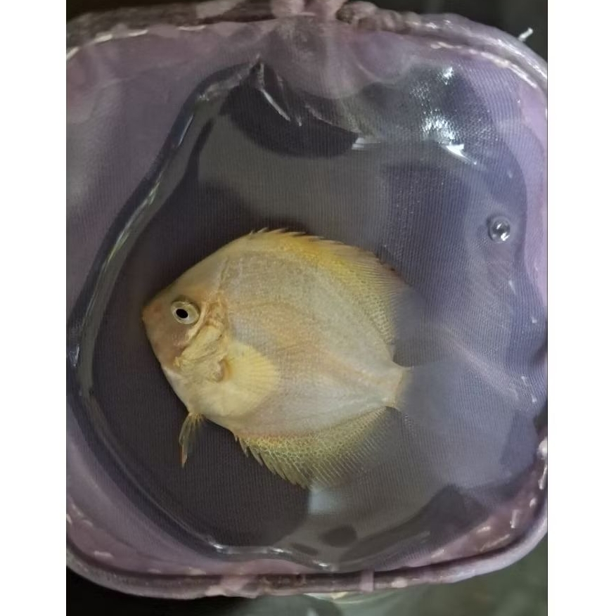 Discus 4cm Best Quality Lincah Sehat dan Warna Cerah
