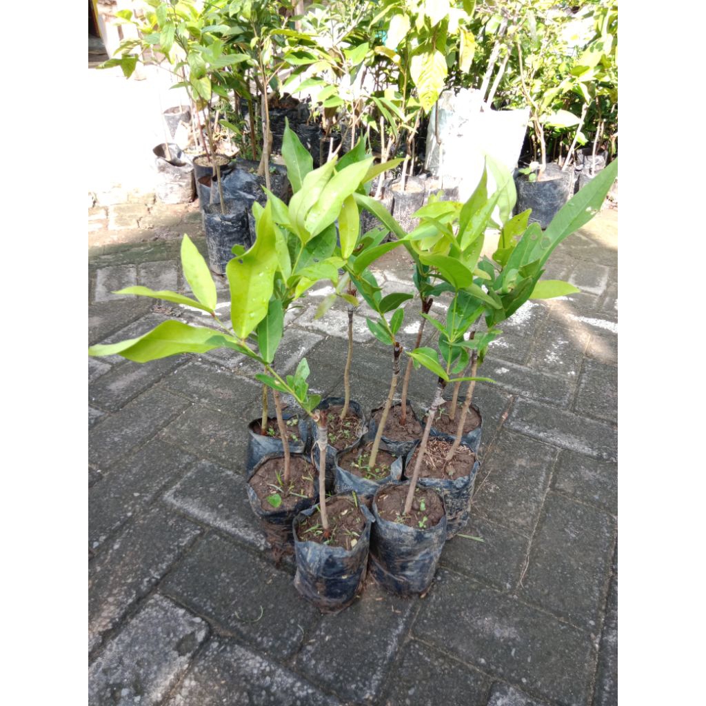Bibit Jambu Air Citra Madu Deli Dalhari Black Kingkong Kingrose Kiojok Taiwan Super Green Super Mani