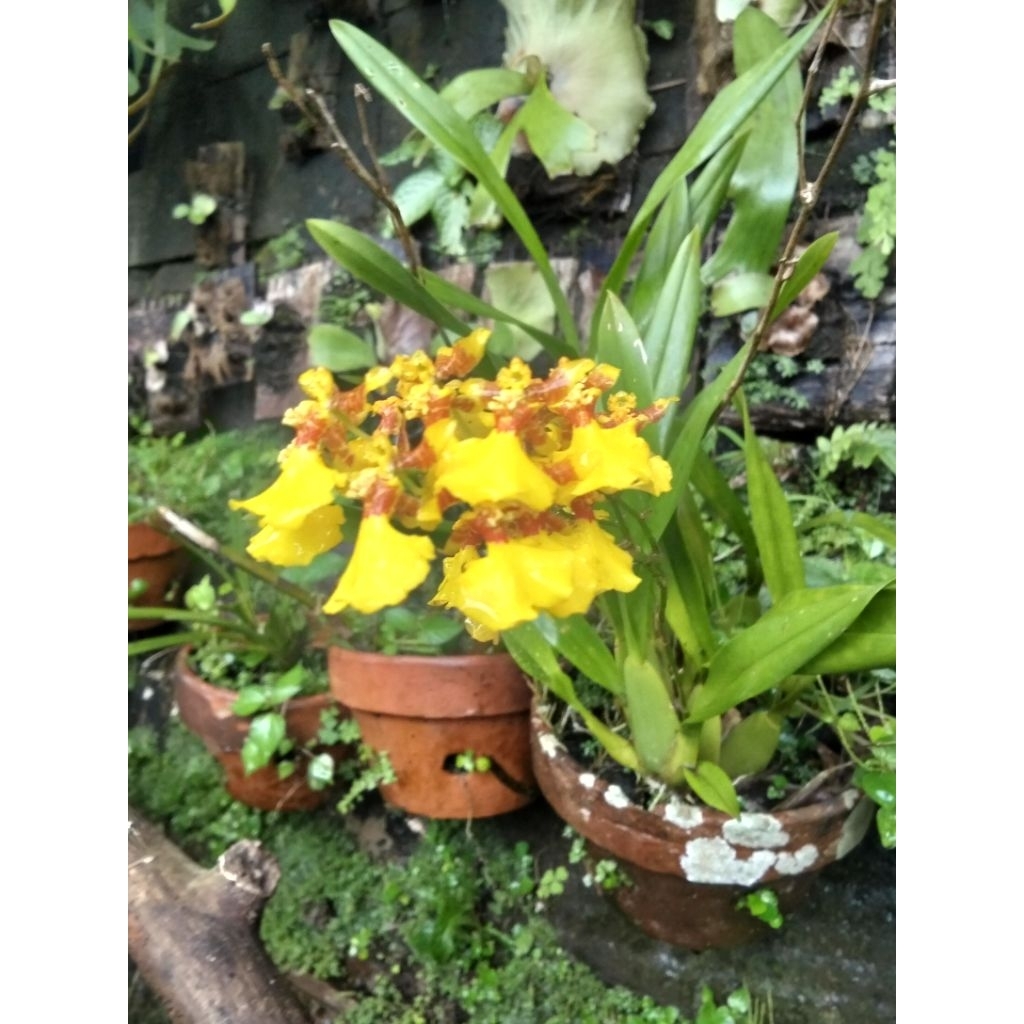 Anggrek Oncidium Golden Shower