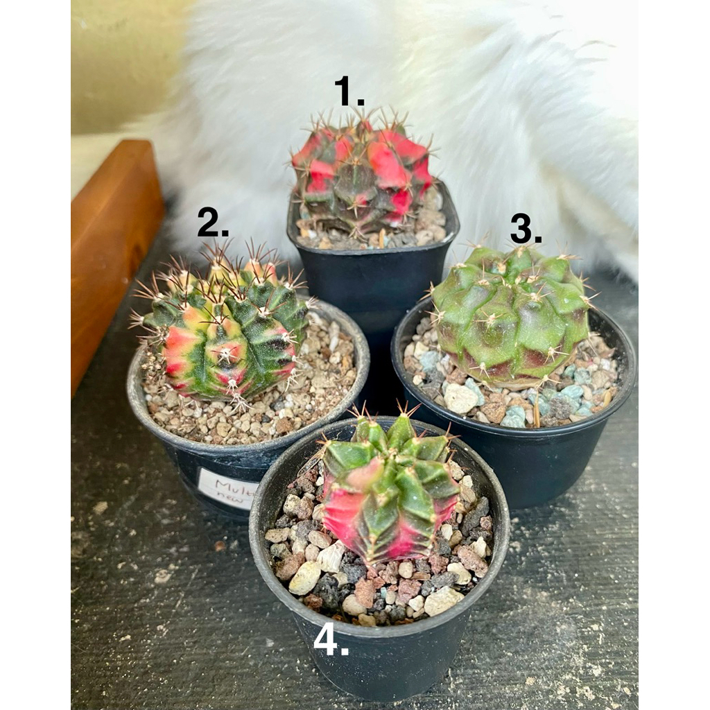 Paket Kaktus 4 Gymno Miha Var Id Dan Seedling Menor Hrg 80K