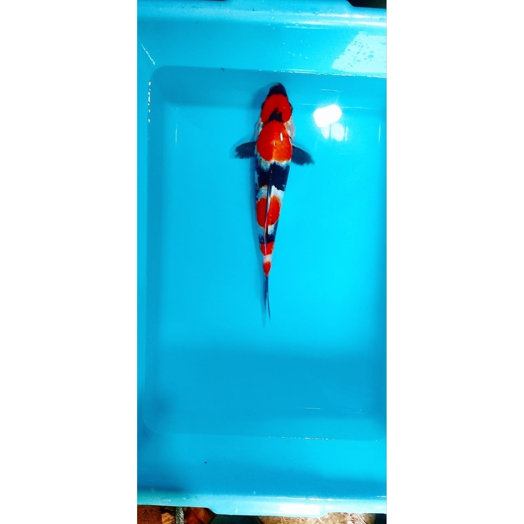 ikan koi blitar  showa 31cm