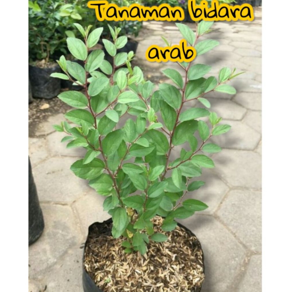 tanaman bidara - bidara arab - bibit bidara